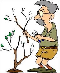 pl:dydaktyka:ggp:tree_pruning.jpg